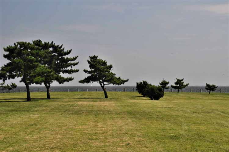 trees in park